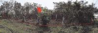 ที่ดินหลุดจำนอง ธ.ธนาคารอาคารสงเคราะห์ เชียงใหม่ สันกำแพง บวกค้าง